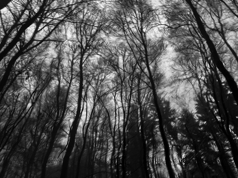 Between Dream and Reality