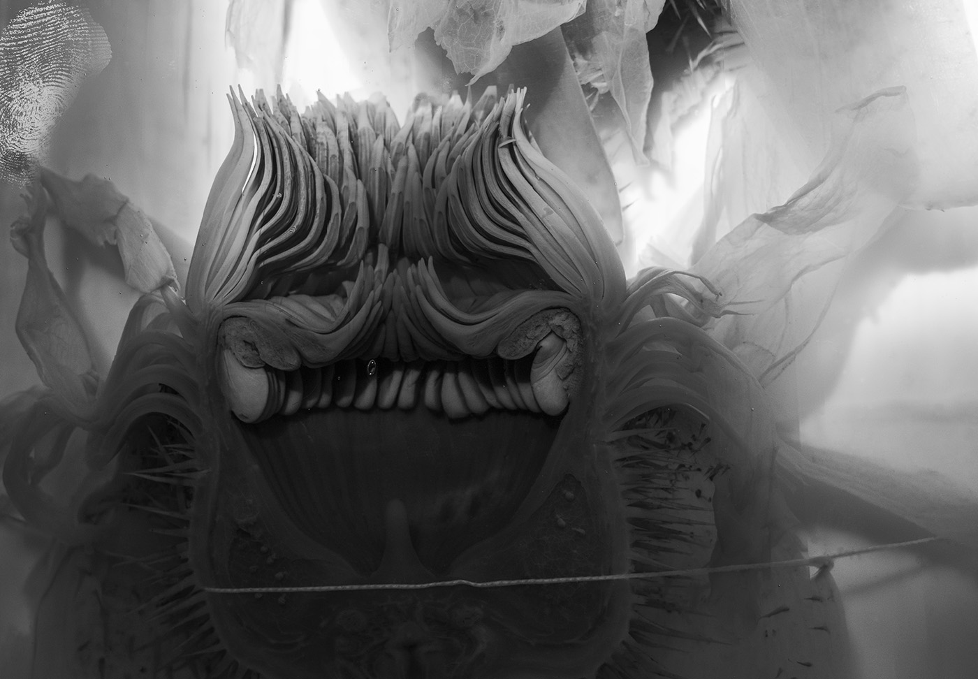 The Solitude of Natural Things